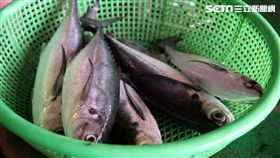 新竹,國內旅遊,香山,明發定置漁場,發哥,魚市場。（圖／記者簡佑庭攝）