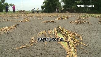 「六三水災」農田成砂田！民眾苦自救