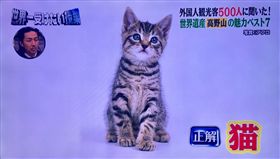 世界遺產,日本,高野山,貓咪,僧侶,修行,弘法大師,空海,信仰(推特 https://twitter.com/rieco_maracas/status/879247956997578752)