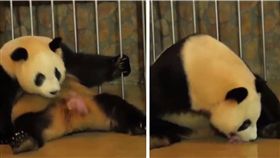 熊貓,影片,生寶寶,出生,療癒,外國