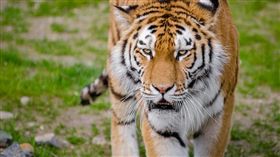 老虎,印度,咬死人