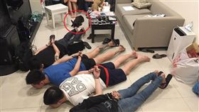 毒品,高雄,狗,趴下
圖／翻攝畫面