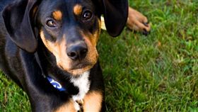 狗狗(FLICKR,Peyri Herrera)