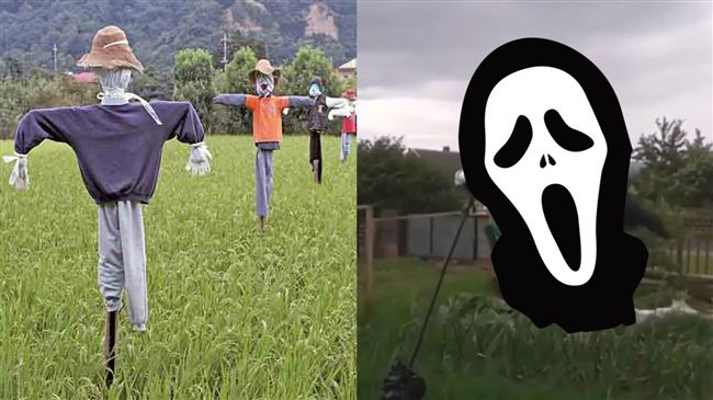 超狂「稻草人」！鳥沒趕跑先嚇死人