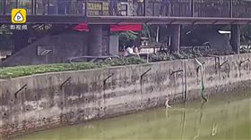 每月5日限定？這動物園活驢餵虎後　換狗在老虎園區內游泳
圖／翻攝自中國快報 China Report YouTube
https://www.youtube.com/watch?v=yZMK1D5Msao
