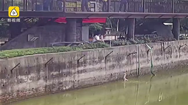 動物園繼活驢餵虎後…換狗掉進老虎區