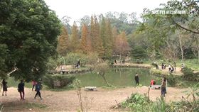 新竹落羽松祕境