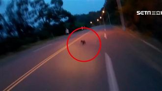 野放毛小孩未牽繩　騎士閃避不及輾過