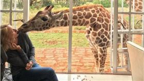 長頸鹿,Giraffe Manor,Naomi Watts,金剛　圖／翻攝自IG