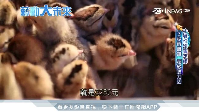 看雞屁股就能賺大錢　年薪百萬不是夢