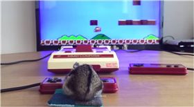 倉鼠,瑪莉歐兄弟,紅白機,寵物　圖／翻攝自YouTube