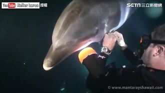 遭魚線纏身　聰明海豚游近潛水員求救