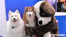 毛小孩跟人類一樣也會得腫瘤，且已躍升寵物十大死因之首。（圖／公關照）