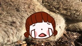 袋鼠,育雛袋,車禍,被撞,Melanie Fraser,死亡,獲救,螞蟻　圖／翻攝自無聊熊貓　https://goo.gl/28fFS4