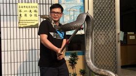 麥擱傳啊！角度啦！眼鏡蛇變駭人巨獸。