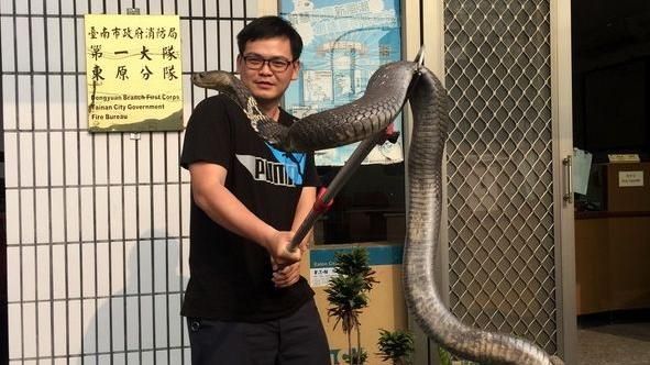 麥擱傳啊角度啦！　眼鏡蛇變駭人巨獸
