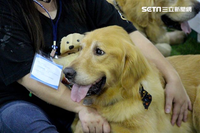 寵物,展覽,狗,貓,蜥蜴,爬蟲類,認養,領養,動物,毛小孩（攝影／記者林顥宗）
