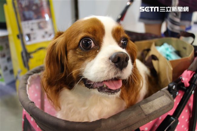 寵物,展覽,狗,貓,蜥蜴,爬蟲類,認養,領養,動物,毛小孩（攝影／記者林顥宗）