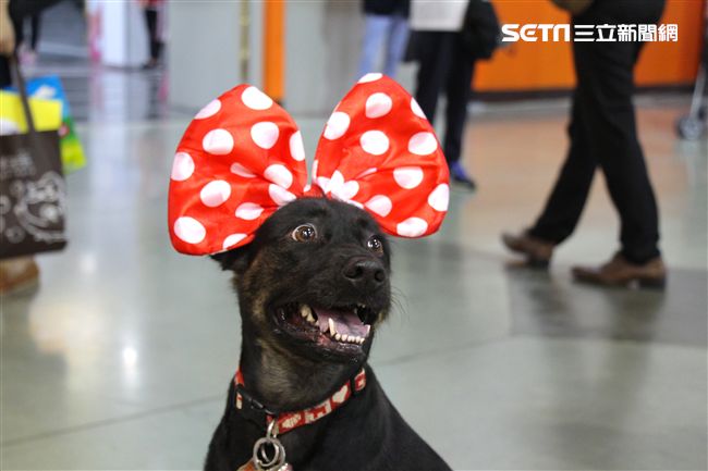 寵物,展覽,狗,貓,蜥蜴,爬蟲類,認養,領養,動物,毛小孩（攝影／記者林顥宗）