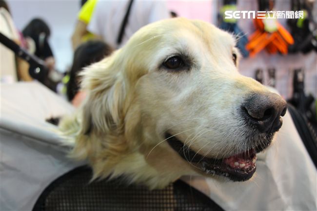 寵物,展覽,狗,貓,蜥蜴,爬蟲類,認養,領養,動物,毛小孩（攝影／記者林顥宗）