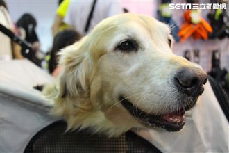 寵物,展覽,狗,貓,蜥蜴,爬蟲類,認養,領養,動物,毛小孩（攝影／記者林顥宗）