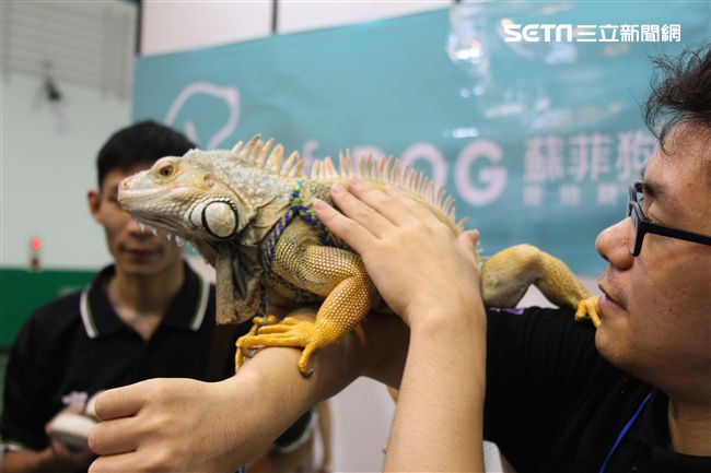 寵物,展覽,狗,貓,蜥蜴,爬蟲類,認養,領養,動物,毛小孩（攝影／記者林顥宗）