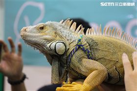 寵物,展覽,狗,貓,蜥蜴,爬蟲類,認養,領養,動物,毛小孩（攝影／記者林顥宗）
