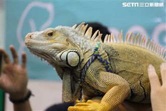 年輕人新寵物「爬蟲類崛起」守宮蜥蜴正夯
