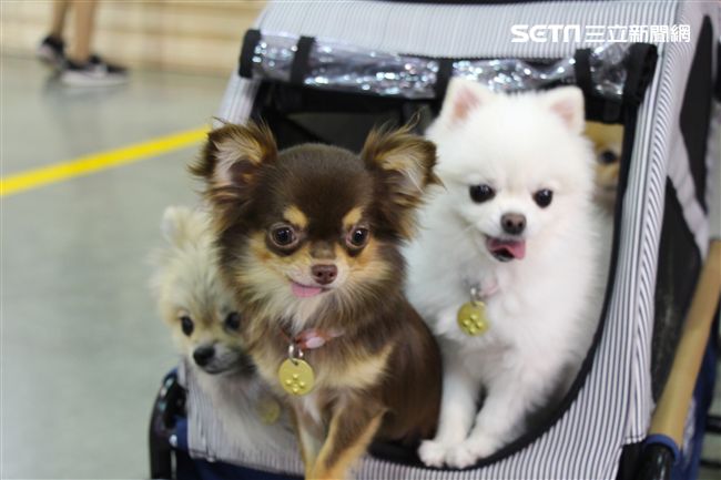 寵物,展覽,狗,貓,蜥蜴,爬蟲類,認養,領養,動物,毛小孩（攝影／記者林顥宗）