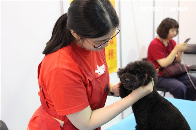 寵物,展覽,狗,貓,蜥蜴,爬蟲類,認養,領養,動物,毛小孩（攝影／記者林顥宗）