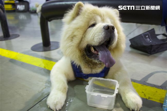 寵物,展覽,狗,貓,蜥蜴,爬蟲類,認養,領養,動物,毛小孩（攝影／記者林顥宗）