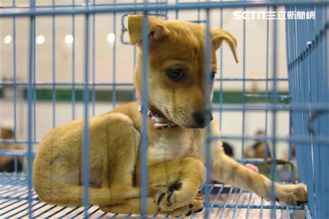 寵物,展覽,狗,貓,蜥蜴,爬蟲類,認養,領養,動物,毛小孩（攝影／記者林顥宗）