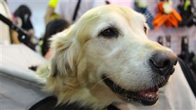 寵物,展覽,狗,貓,蜥蜴,爬蟲類,認養,領養,動物,毛小孩（攝影／記者林顥宗）