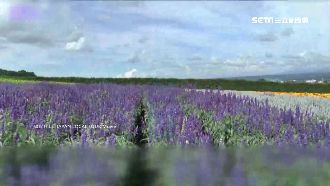 遊北海道創新低價　行程細節得看仔細