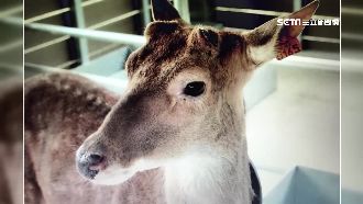 精盡「鹿」亡？　一查發現是「處男」
