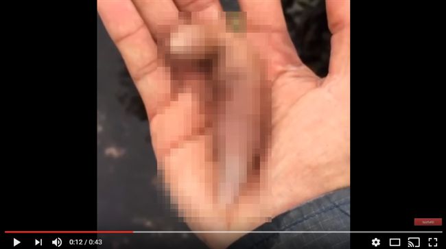 撿到蠕動「男性生殖器」！生吃好脆嫩