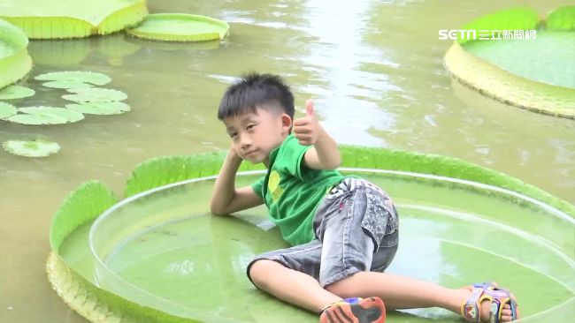 等你來坐！大王蓮不破的秘密全靠這些