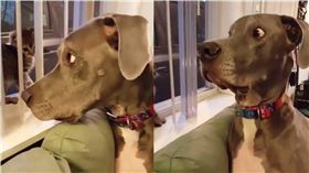 狗,貓,毛小孩,大丹狗　圖／翻攝自UNILAD