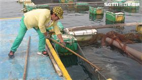 澎湖箱網養殖