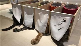 「一蘭喵麵館」隆重開張　喵星人隔間吃飯萌翻網友（圖／翻攝自《貓咪也瘋狂俱樂部》臉書）