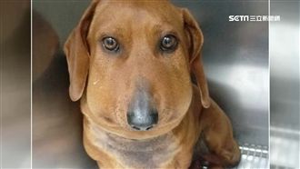 被誰咬的臉腫這樣？狗主人心疼又想笑