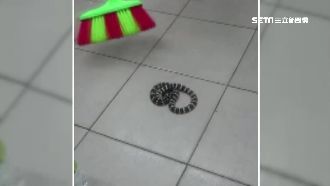 一支掃把抓毒蛇？民眾：半信半疑