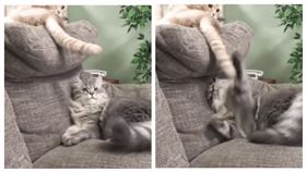 ▲貓咪失控暴打同伴尾巴。（圖／翻攝自Gif Porn臉書）
https://www.facebook.com/gifporn1/posts/599744353697596