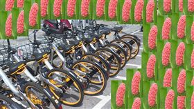 oBike來台亂象不斷、福壽螺（資料照、翻攝自草屯鎮農會 ）