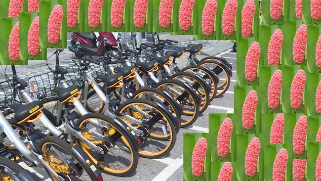 oBike過量繁殖　台灣交通浩劫