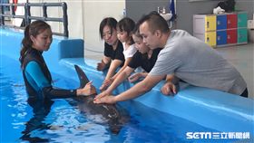 約會海豚,香港海洋公園,海豚,海洋垃圾／記者楊惟甯攝影