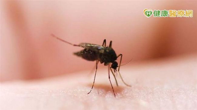 拒當人體捕蚊燈　蚊子別緊迫「叮」人