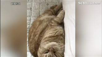 喵星人打呼如放屁　網友：還有水屁！