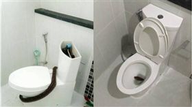 蟒蛇,蛇,廁所,馬桶,泰國,曼谷,Panarat Chaiyaboon　圖／翻攝自khaosodenglish