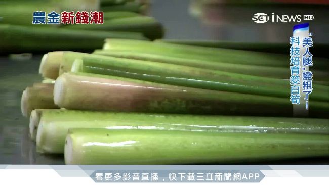 美人腿變粗了！筊白筍年產值20億